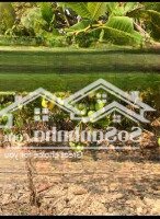 Tổng 5.6Ha Điều, Minh Tâm, Mặt Tiền Dt752
