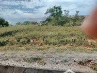 Bán 5 Mẫu Đất Đẹp - Mặt Tiền 215M Đường Đôi Văn Lâm - Sơn Hải Giá Chỉ 270 Triệu/Sào