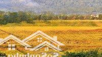 Cần Bán Đất Vị Trí Đẹp (Sổ Đỏ Chính Chủ) - Thôn Cốc Đồng Tâm, Xã Minh Quang, Huyện Ba Vì, Hà Nội.