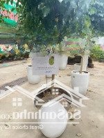 Bán Trang Trại Siêu Hot Tại Vân Nội, Đông Anh, Hà Nội. Diện Tích 9,900M2/ Giá Bán 35,9 Tỷ