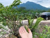 Cần Chuyển Nhượng 669M2 Thực Tế 700M2 Trong Đó Có 150M2 Tc Tại Vân Hoà