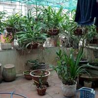MẶT TIỀN RỘNG THOÁNG, NGÕ NÔNG – 4 tầng Sơn Tây 70m chỉ 15.9 tỷ - SĐCC VUÔNG VẮN