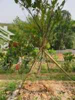 Sãn Khuôn Viên Đẹp Long Lanh Cao Thoáng Tại Lương Sơn Hb Diện Tích: 1500M2 Có 200M2 Thổ Cư