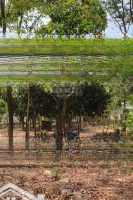 Chính Chủ Cần Tiền Bán Gấp, Đất Châu Pha,Diện Tích1855M2, Mặt Tiền Đường Nhựa 12M