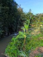 Vườn Bưởi Đang Canh Tác Ngay Sát Tuyến Diện Tích: 753 Mở Rộng Có Sẵn 20 Gốc Đang Ra Trái