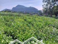 Chính Chủ Cần Bán Lô Đất Tại Ba Trại, Ba Vì Diện Tích: 989M2 Có 100M Tc Mặt Tiền 20M