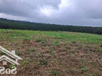 Cần Bán Nhanh Lô Đất Rẫy Đất Bằng Phẳng - Có Sẵn Đường Bê Tông