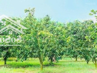 Bán 1 Sào Đất Vườn Bưởi Lông Hồng Sẵn Sổ Công Chứng Ngay