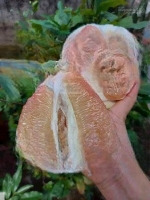 Bán 1 Sào Đất Vườn Bưởi Lông Hồng Sẵn Sổ Công Chứng Ngay