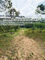 Diện Tích 25400M2 Đất Tại Hoà Bình, Xuyên Mộc Brvt. Chỉ 300 Triệu/1000M2 Đất Giáp Đường Nhựa Oto Vào Dc