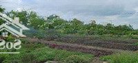 Bán Đất Tại Đường Đt 827B, Xã Phước Tân Hưng, Châu Thành, Long An, 860 Triệu, 171.6 M2