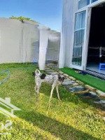 Biệt Thự Nam Hòa Xuân 4 Phòng Ngủcó Sân Vườn, Có Hồ Bơi, Full Nội Thất Đẹp