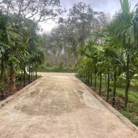 Đất vườn nghỉ dưỡng tuyệt đẹp, giá chỉ 800 triệu/1000m², gần TP. HCM