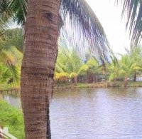 View Lúa Cẩm Châu/Lake View Trà Quế Hoian