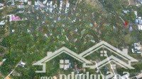Bán 1000M2 Đất Ở Khu Cây Thông Trong, Mặt Tiền Khủng 31M, Có Đường Trên Sổ, Tách 3 Sổ 330M2 Quá Đẹp