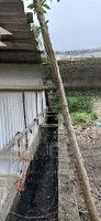 Gấp Gấp Lô 94M Mặt Tiền 5,4M. Ngõ Thông Oto Sát Trường Học, Quốc Lộ 38. Chỉ 1,5 Tỉ