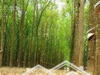 Cần Bán Rẫy Cao Su 2,2Ha Rất Đẹp, Mặt Tiền Dt752, Phù Hợp Mua Khai Thác Và Đầu Tư