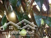 Đất Vườn Giá Rẻ Đồng Nai, Chỉ 890 Triệu Sở Hữu 1000M2. Sổ Hồng Riêng, Ngân Hàng Có Hỗ Trợ Vay Hơn 50%