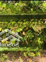 Bán Rẫy Điều 12,200 M2 Đang Cho Thu Hoạch