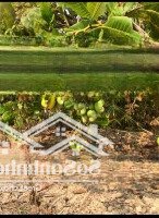 Bán Rẫy Điều 12,200 M2 Đang Cho Thu Hoạch