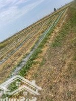 Bán Lô Đất Ruộng 1000M2 Long Điền Gần Khu Di Tích Lịch Sử Bàu Thành