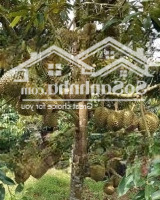 Chỉ 860 Triệu Sở Hữu Ngay Mảnh Vườn Xanh Mát Hơn 1000M Tại Đồng Nai