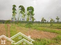 Bán Gấp Đất Thị Xã Sông Cầu Phú Yên Giá Cực Rẻ Sẵn Sổ Giao Dịch Liên Hệ: 0966382595