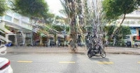 Tin Thật ! Bán Mặt Tiền Tạ Quang Bửu -Quận 8 - 15X35M -600 M2 - Đang Ở -Giá Chỉ 66 Tỷ