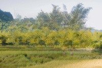 Bán Lô Đất 4.800M2 Nguyễn Bình - Phú Xuân - Nhà Bè Giá Tốt