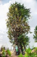 Bán Bt Eco Retreat Long An, Hàng Hời Để Đầu Tư Tại Thanh Phú, Bến Lức, Long An