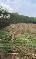 Bán Đất Thổ Cư 1.000 M2 Mặt Tiền Quốc Lộ N2, Thủ Thừa, Long An