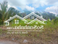 Mình Cần Bán Vài Nền F0 Sau Chợ Chùa Giá Chỉ 480 Triệu / 103M2 Thổ Cư Sổ Hồng Riêng, Dường Nhựa 6M