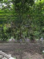 Chính Chủ Cần Bán Đất Thổ - Vườn Thuộc Thừa Đức - Cẩm Mỹ.diện Tích2.502M2 - Thổ Cư Sẵn. Giá Bán 3.5 Tỷ