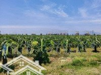 Cần Bán Quỹ Đất Quy Hoạch Tmdv, Mặt Tiền Đường Hòn Dồ, Hàm Cường, Hàm Thuận Nam, Bình Thuận