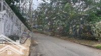 Cho Thuê Đất 165M2 Đường Hẻm Nguyễn Văn Hưởng, Thảo Điền - 22 Triệu/Tháng