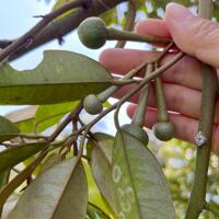 Gấp bán vườn nhà tâm huyết – Giá chỉ 820 triệu, đã có sẵn cây ăn trái, nước tưới