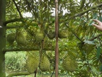17 Nền Đất Vườn Sầu Riêng Đang Thu Hoạch Giá 835 Tr/ 1 Nền / 1000M2 Ven Đà Lạt