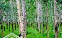 Chính Chủ Cần Bán 1,24 Ha Rẫy Cao Su Mặt Tiền Đt 752, Minh Tâm, Hớn Quản, Bình Phước