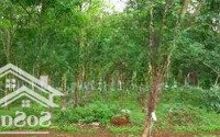 Chính Chủ Cần Bán 1,24 Ha Rẫy Cao Su Mặt Tiền Đt 752, Minh Tâm, Hớn Quản, Bình Phước