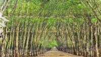 Chính Chủ Cần Bán 1,24 Ha Rẫy Cao Su Mặt Tiền Đt 752, Minh Tâm, Hớn Quản, Bình Phước
