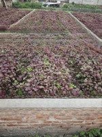 Bán Mảnh Đất Huyện Thường Tín, Đường Thông, Ô Tô Vào Đất, Diện Tích 58M2, Giá Hơn 2 Tỷ