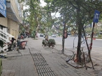 Bán Nhà Văn Cao - Trung Tâm Quận Ba Đình - Phân Lô - 3 Bước Ra Phố - An Sinh Đỉnh