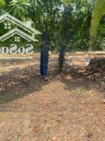 [Chính Chủ] Bán Đất 1051M2 Full Thổ Cư Tại Xã Long Hòa, Cần Giờ, Hcm, Giá Cực Tốt