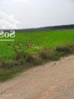 Góc 2 Mặt Tiền, Đường Ô Tô, Khu Dân Cư, Giá Rẻ - Xã Phước Tuy, Cần Đước, Long An