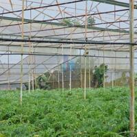 Bán Đất hẻm xe hơi đường Huỳnh Tấn Phát, Phường 11, Đà Lạt 4537,8mv