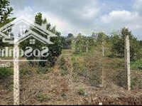 Bán Đất Diện Tích Lớn Tại Bình Phước 1Hec5, Giá Bán 3Tỷ9