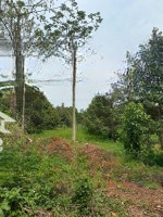 Bán Đất Vườn 2.500M² Trồng Sầu Riêng Láng Lớn, Châu Đức, Br-Vt Giá Chỉ 1 Tỷ/1.000M²