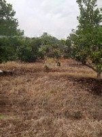 Bán Đất Trồng Điều Tại Ấp 1, Xã Lâm San, Cẩm Mỹ, Đồng Nai, 1,2 Tỷ, 1239,6M2 (Phía Sau Chợ Lâm San)