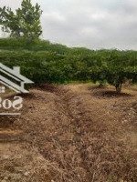 Bán Đất Trồng Điều Tại Ấp 1, Xã Lâm San, Cẩm Mỹ, Đồng Nai, 1,2 Tỷ, 1239,6M2 (Phía Sau Chợ Lâm San)