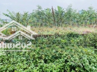 Lô Đất Đấu Giá 75M2 Full Thổ Cư Khê Nữ - Nguyên Khê - Đông Anh Đường Rộng 15M